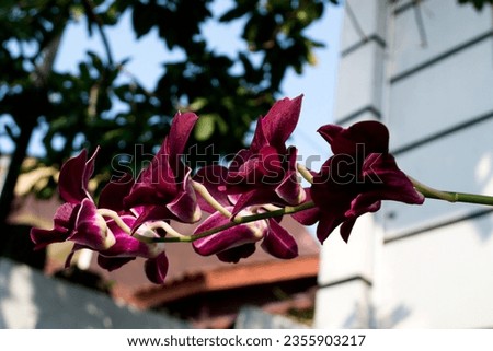 Orchid flowers that thrive on sunny days, can be used as a backdrop for a plant magazine
