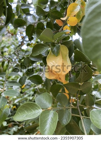 The leaves of a starfruit tree are pinnate, meaning they are composed of multiple leaflets arranged in a feather-like pattern.