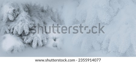   soft focus abstract winter photo. snow-covered spruce branches