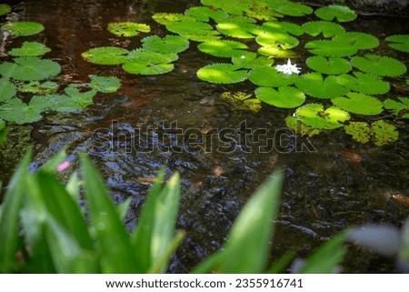 Wild Lillypads and lotus in a pond