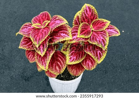 Beautiful coleus plant leaves, growing fertilely planted on pot