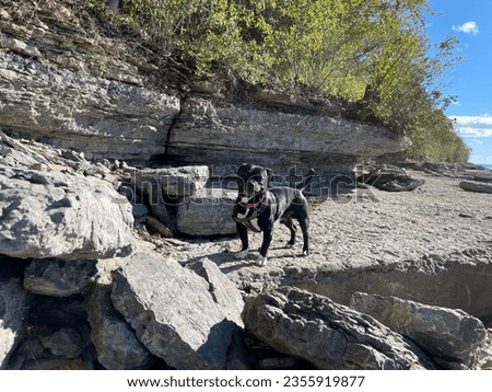 Black dog standing on the shoreline at Robert G Wehle State Park Royalty-Free Stock Photo #2355919877