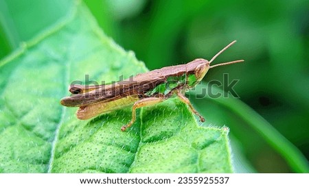 Grasshopper। Pseudochorthipp us parallelus। Gomphocerinae। Chorthippus albomarginatus। Chorthippus dorsatus। Locust। Oxya ।  Cricket।  Royalty-Free Stock Photo #2355925537