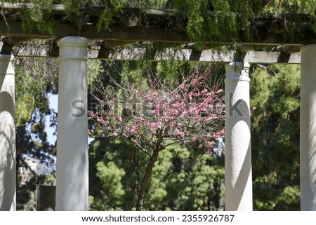 View of the cherry blossom tree between the arbor columns at the Presidio Park in San Diego, California USA.