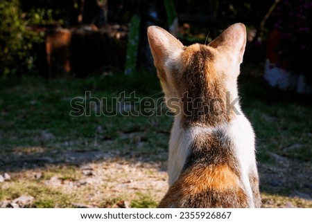 Portrait of a cute cat from its back. Picture taken in Indonesia