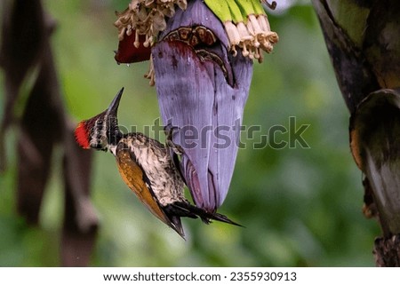 Birds Animals flowers nature insects elephants squirrels 