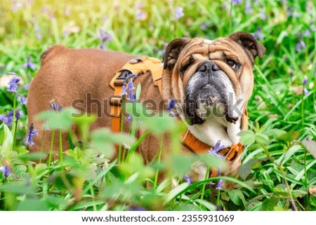 Red English British Bulldog Dog looking up, and walking in grass and bluebells on spring hot sunny day Royalty-Free Stock Photo #2355931069