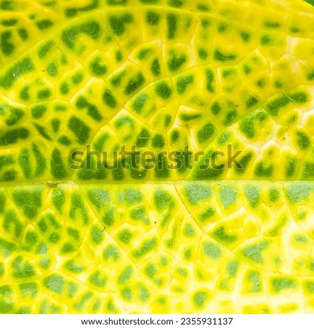 green leaf abstract texture background
