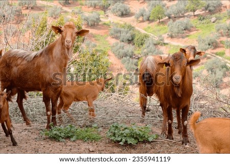 goats in the countryhouse looking camera Royalty-Free Stock Photo #2355941119