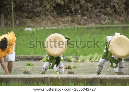 Culture and clothing when planting rice in Japan