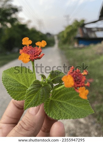 Beautiful flowers on the side of the road with a blurred background