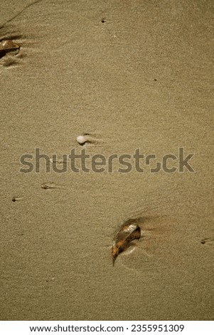 A picture sand and sea shell