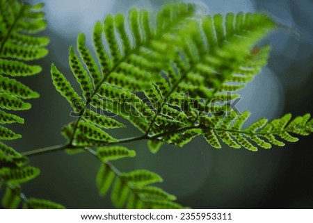 Spore leaves that are easy to grow in river areas Royalty-Free Stock Photo #2355953311