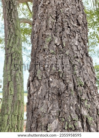 Picture of neem tree bark in the rainy season 5