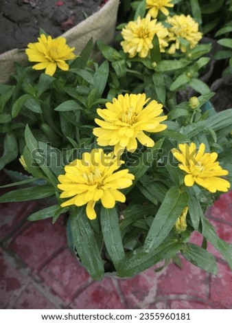 It is a yellow colored flower with green leaves along with stem. In winter the growth of flower progeny is high and the flowers look very beautiful. Enhances beauty in nature.