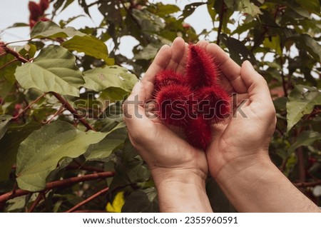 Annatto tree in the forest