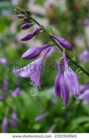 Violet bell flowers, stem. Photo nature, gardening. Macro.