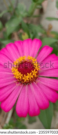 beautiful pink flowers blooming with yellow stamens