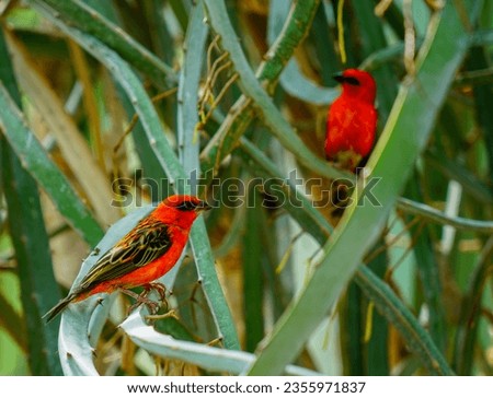 red african bird with green background