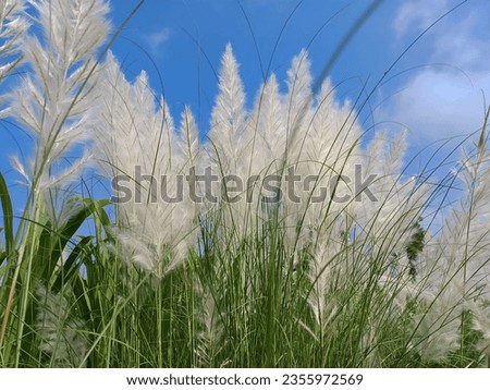 "Pure white flower close-up on green background. Delicate petals and vibrant colors. High-quality stock photo."


