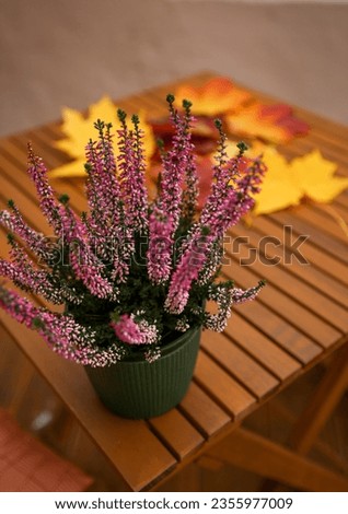 on a wooden stock there is a pot with an autumn plant and autumn leaves