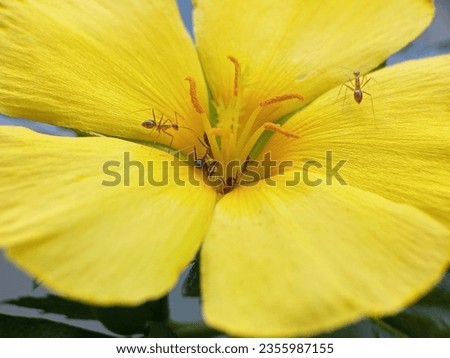 Eight o'clock flower ( Turnera ulmifolia), bright and beautiful yellow flowers, Indonesians call it "eight o'clock flower atau bunga pukul delapan", as an antibiotic,good for macro wallpapers,