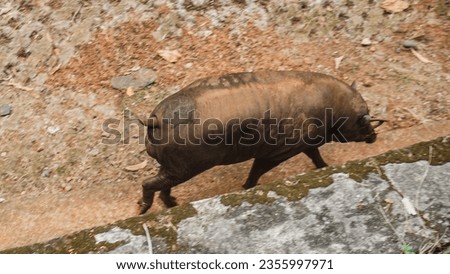 Babirusa, Babyrousa babyrussa is a rare species of pig found on the Indonesian island of Sulawesi. Male deer pigs can be recognized by their curved tusks                     