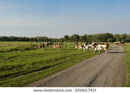 Rural landscape, a large herd of cows crosses a field road, the bank of the Don River, Volgograd region, Russia. Royalty-Free Stock Photo #2356017431