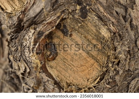 photo of pruned pine tree trunk
