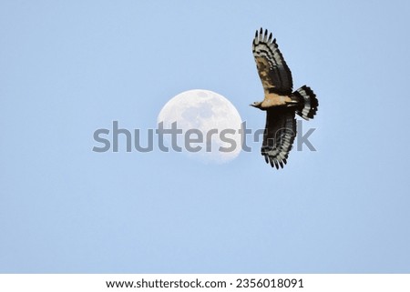 birds flying against the moon background