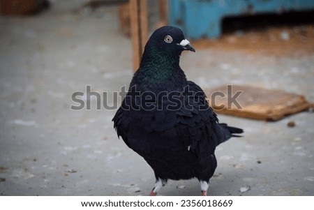 A amazing black dove looking for a feed in a beautiful way , outdoor portrait picture of bird in black color 