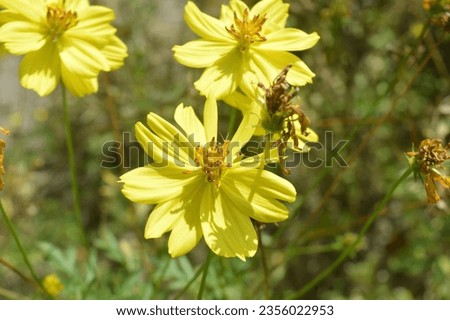 selective focus, Flower plant
Sulfur kenikir with the scientific name Cosmos sulphureus, a flowering plant originating from Mexico, is a natural habitat for the insect Anagrus nilaparvatae.