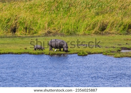 Mother and baby hippo (Hippopotamus amphibius) walking on a lakeshore in Ngorongoro Crater national park, Tanzania