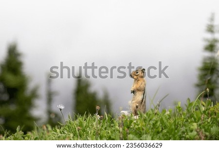 Golden-Mantled Ground Squirrel at Mount Rainier National Park. Washington State.