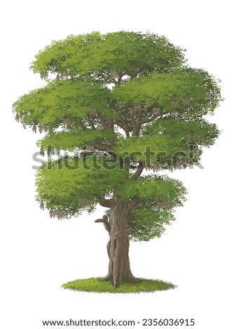 Tamarind Tree (Tamarindus Indica) is bearing fruit. Vector illustration isolated on white background, eps Royalty-Free Stock Photo #2356036915