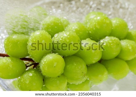 Japanese Shine Muscat is a large grape that can be eaten with its skin. Royalty-Free Stock Photo #2356040315