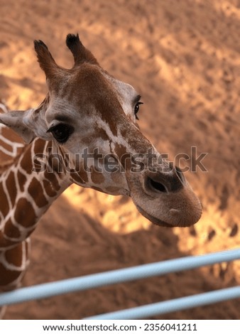 Beautiful face of brown giraffe at the Zoo in Abu Dhabi    