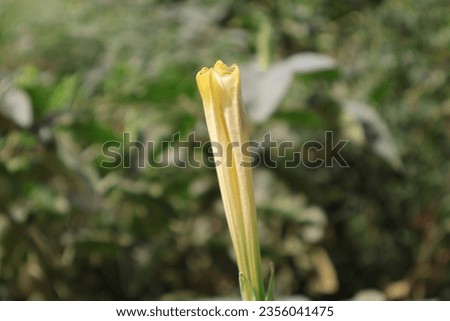 selective image of Flower of Thorn apple (Datura stramonium)