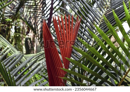 sago palm leaves in the forest