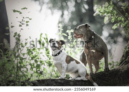 Pitbull and Parson Russel Terrier, two dogs in green forest