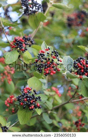 Wolliger Schneeball, wayfaring tree, wayfarer tree, Viburnum lantana, native to Europe, Native to Central Europe, Food source habitat for butterflies and caterpillars, native insects, native  Royalty-Free Stock Photo #2356050133