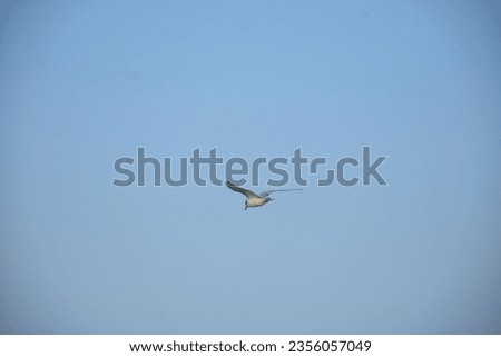 A Bird Flying in the sky on a blue background. Suitable for writing written text. The whiskered tern (Chlidonias hybrida) is a tern in the family Laridae. 