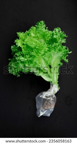 A picture of Iceberg Lettuce