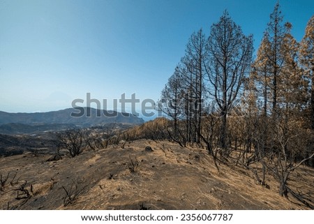 View of   pine forest in Highlands of Galdar burned after the 2019 fire. Gran Canaria. Canary islands