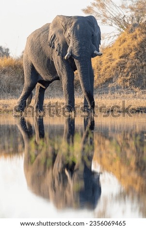 African bush elephant (Loxodonta africana) Okavango Delta or Okavango Grassland, Botswana