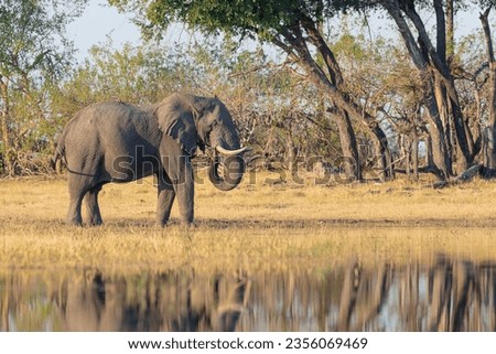 African bush elephant (Loxodonta africana) Okavango Delta or Okavango Grassland, Botswana