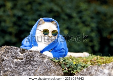 Portrait of a big cat wearing sunglasses and a blue sweatshirt, an animal outdoors