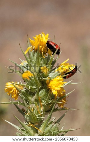 Red insects with black polka dots on a yellow flowering plant in a meadow in Spain.