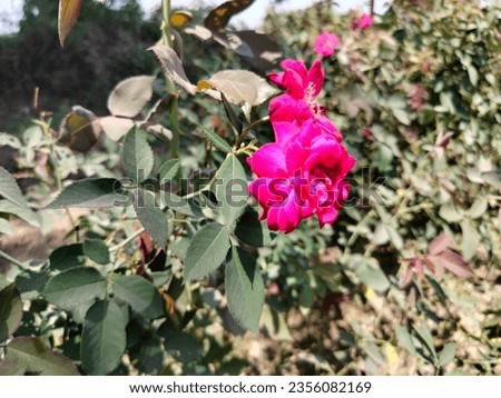 Pink Rose, Rose garden, bouquet of Pink flowers, bunch of Pink roses blooming and green leaves plant growing in the garden, nature photography.