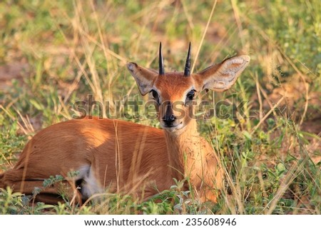 Steenbok Ram - African Wildlife Background - Eyelashes for Big Eyes